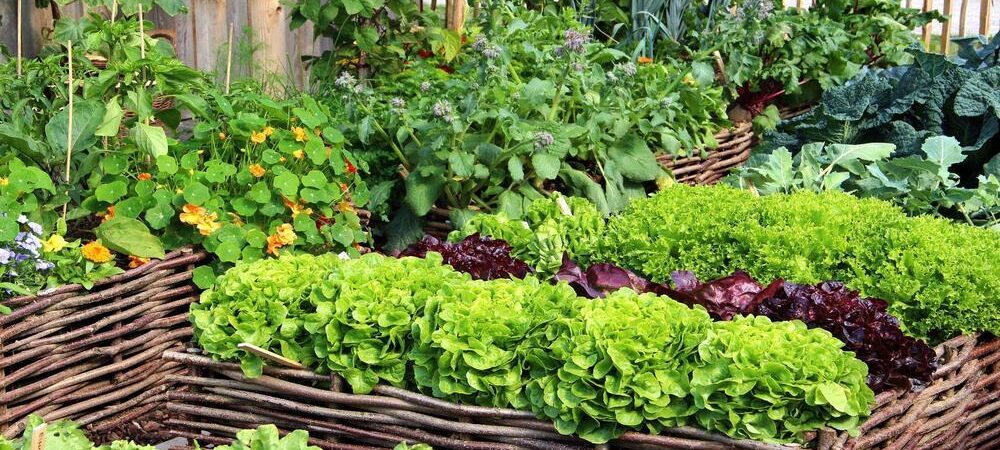 Important Things To Know About Vegetable Garden Soil