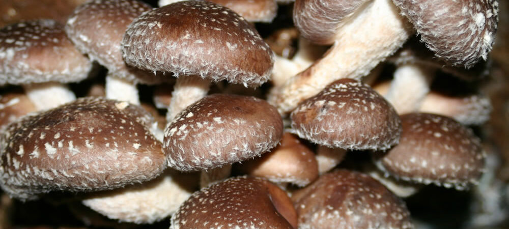 traditional mushrooms