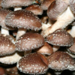 traditional mushrooms